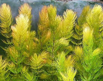 CERATOPHYLLUM